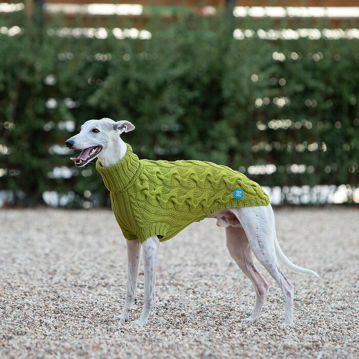 My Team Of Professionals Created 10 Stylish Outfits For Whippet Dogs