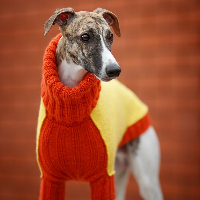 My Team Of Professionals Created 10 Stylish Outfits For Whippet Dogs