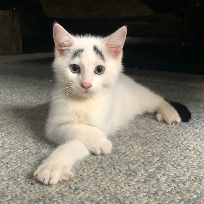 White kitten with black tail and eyebrows 