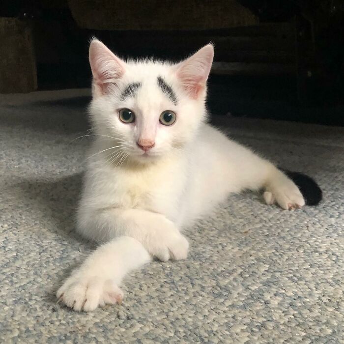 White kitten with black tail and eyebrows White kitten with black tail and eyebrows