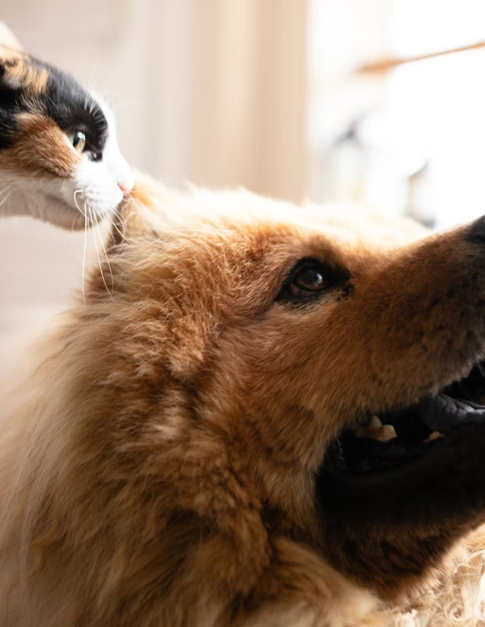 40 Owners Of Multiple Pets Share The Dramas They Get To Witness