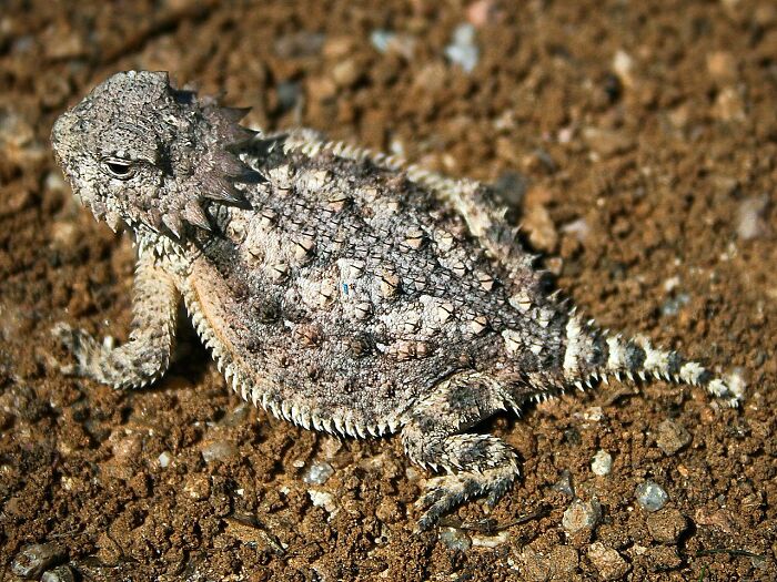 Horned Lizards Spray Blood Out Of Their Eyes