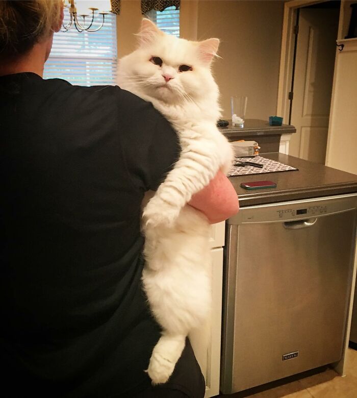 Rescued Cat Silas Surprises His Forever Family With His True Fluff Form As His Pictures Go Viral On Social Media Rescued Cat Silas Surprises His Forever Family With His True Fluff Form As His Pictures Go Viral On Social Media