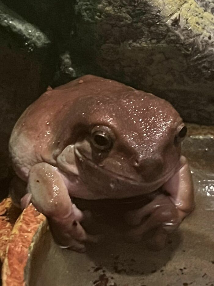My Frog Olive