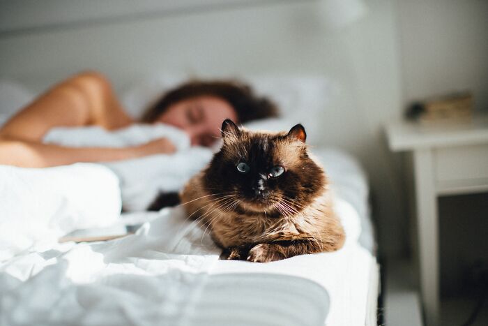 Cat lying on bed beside women