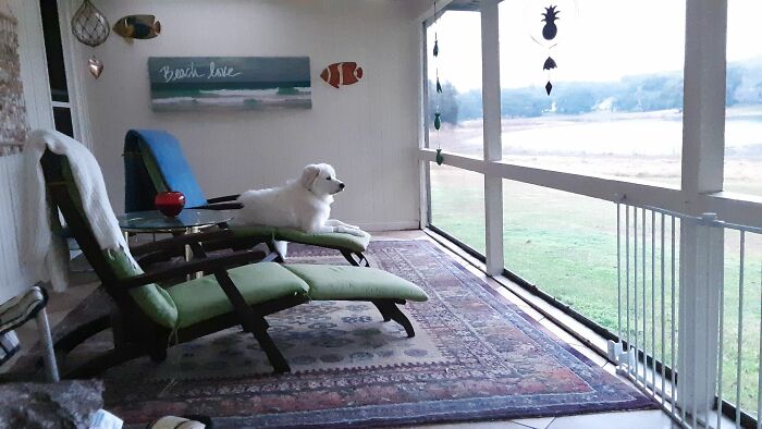 Checking Out The Huge Lake-Birds On A Breezy Day