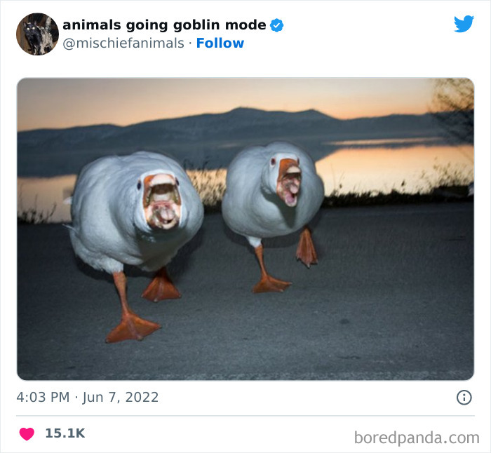 Goblin-Mode-Animals