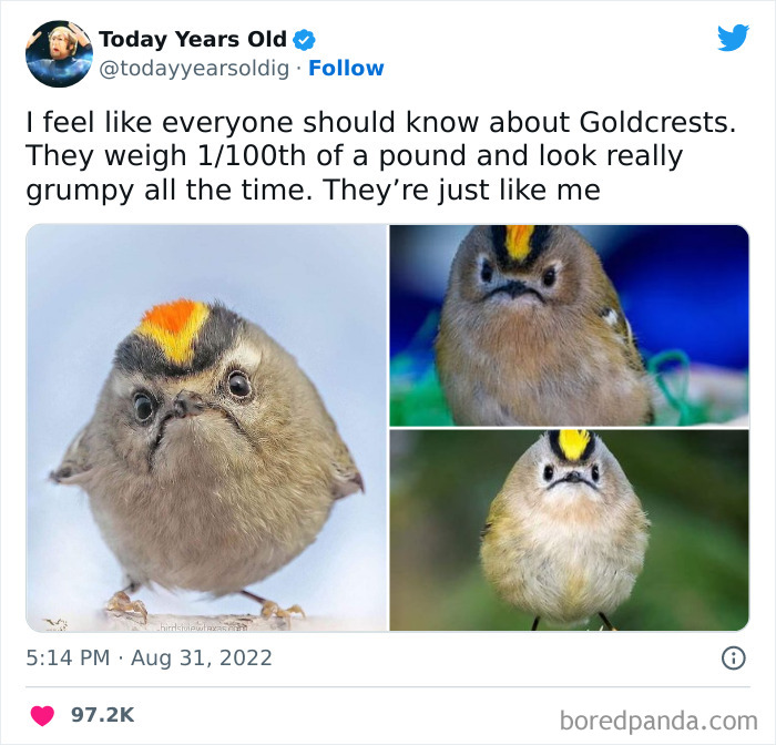 I Am Not 1/100th Of A Pound But, Apart From That, I’m Absolutely Twinning With The Lil Gwumpy Goldcrest