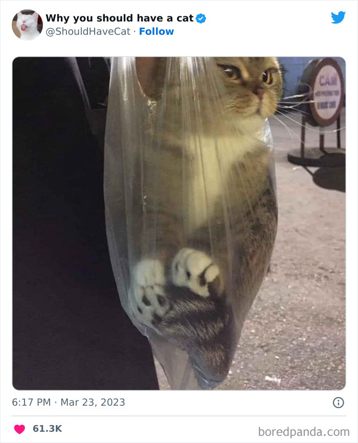 Reasons-Why-You-Should-Have-A-Cat