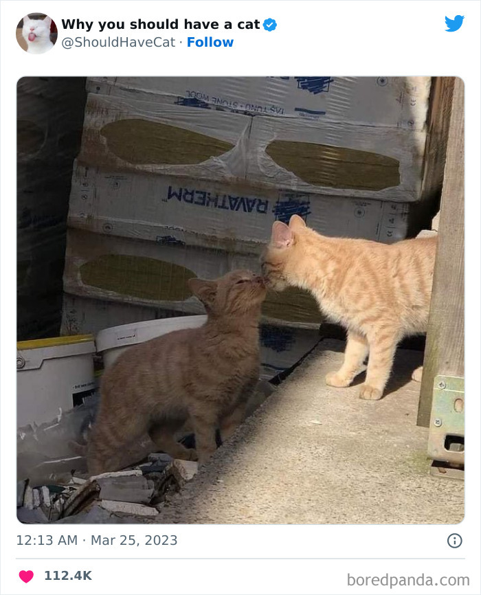 Reasons-Why-You-Should-Have-A-Cat