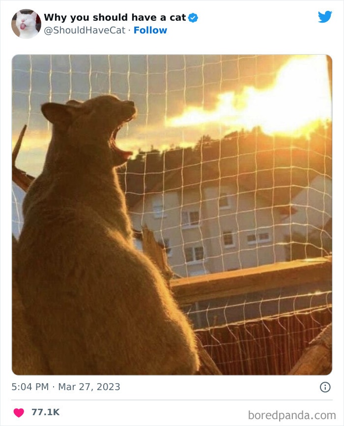 Reasons-Why-You-Should-Have-A-Cat