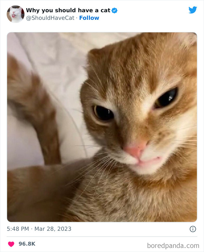 Reasons-Why-You-Should-Have-A-Cat