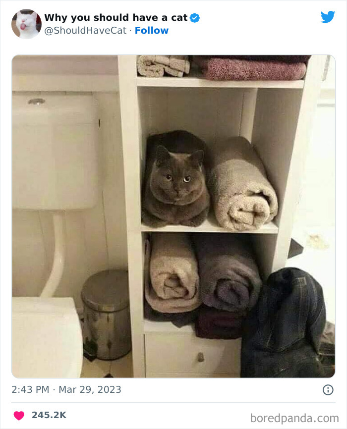 Reasons-Why-You-Should-Have-A-Cat