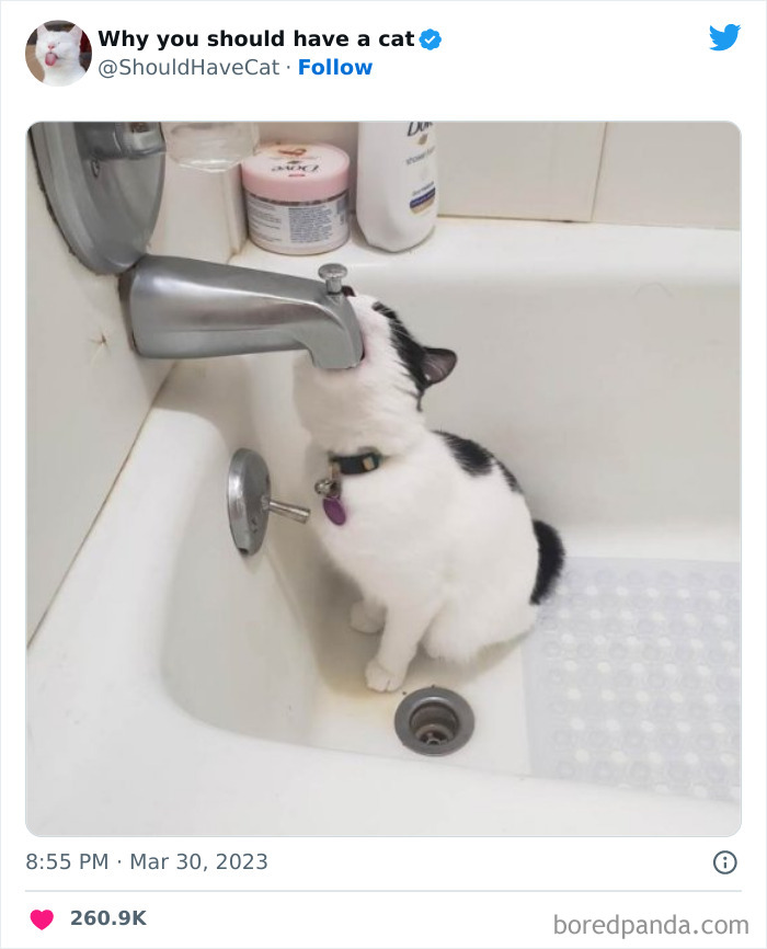 Reasons-Why-You-Should-Have-A-Cat