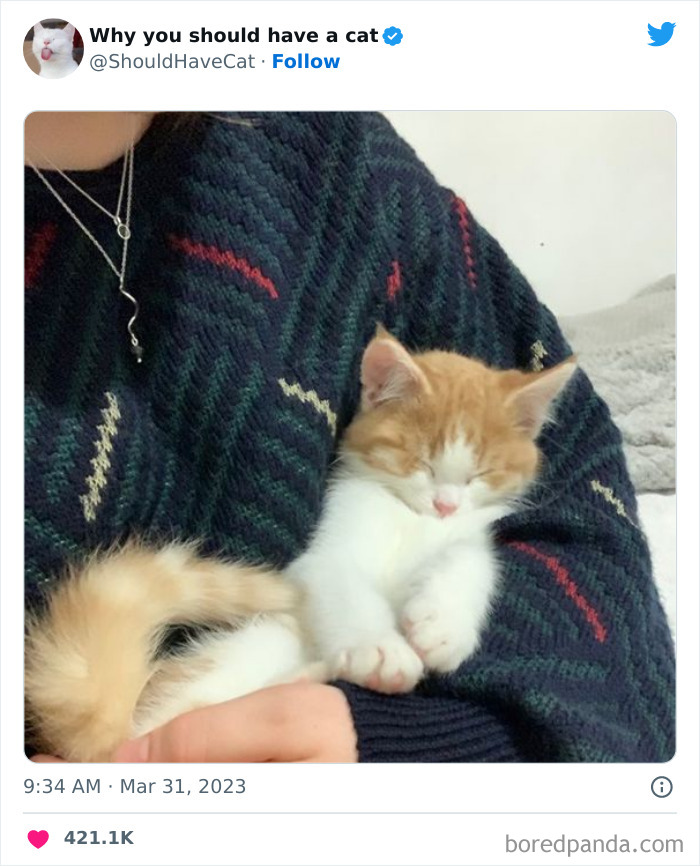 Reasons-Why-You-Should-Have-A-Cat