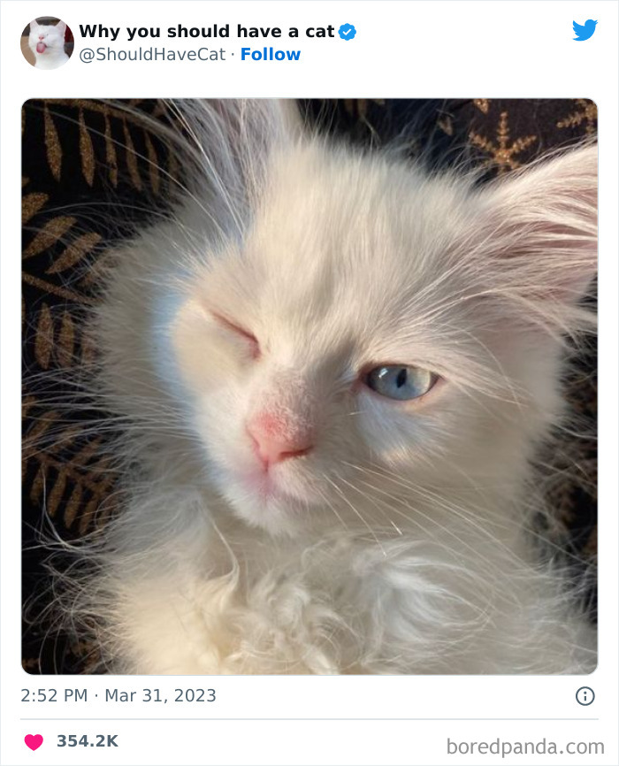 Reasons-Why-You-Should-Have-A-Cat