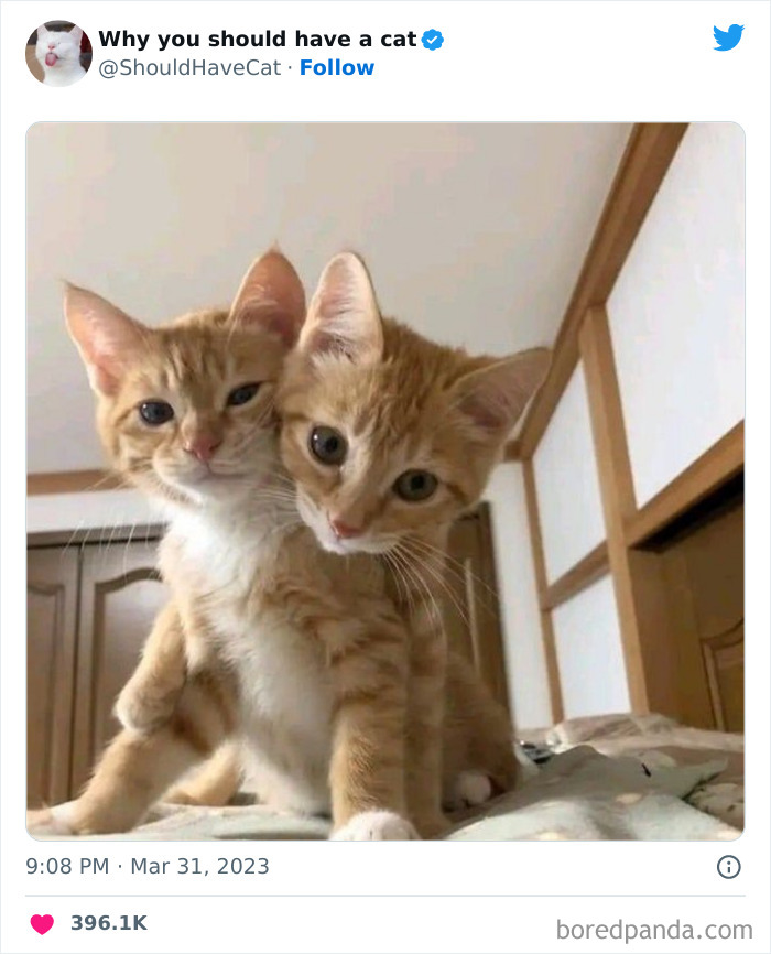 Reasons-Why-You-Should-Have-A-Cat