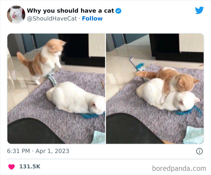 Reasons-Why-You-Should-Have-A-Cat