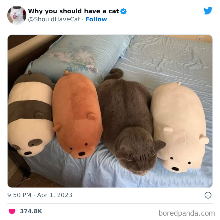 Reasons-Why-You-Should-Have-A-Cat