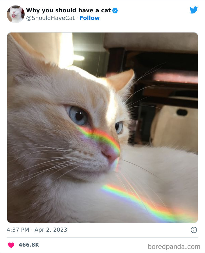 Reasons-Why-You-Should-Have-A-Cat