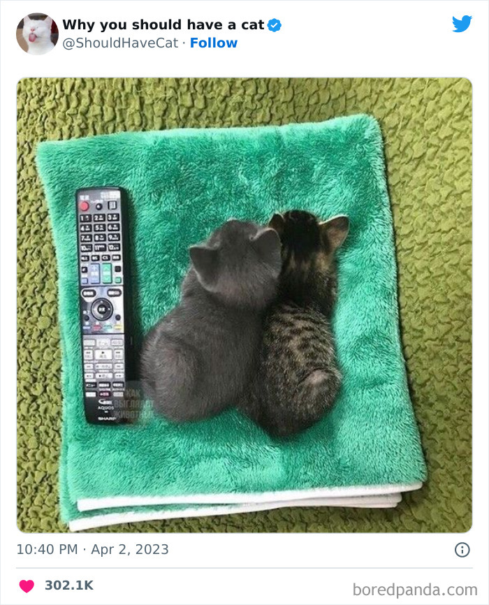 Reasons-Why-You-Should-Have-A-Cat