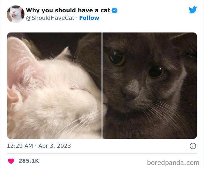 Reasons-Why-You-Should-Have-A-Cat