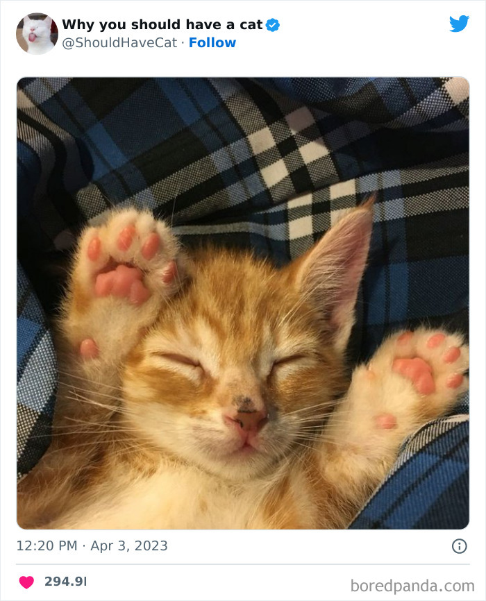 Reasons-Why-You-Should-Have-A-Cat