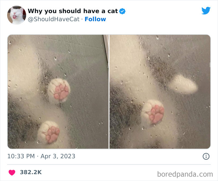 Reasons-Why-You-Should-Have-A-Cat