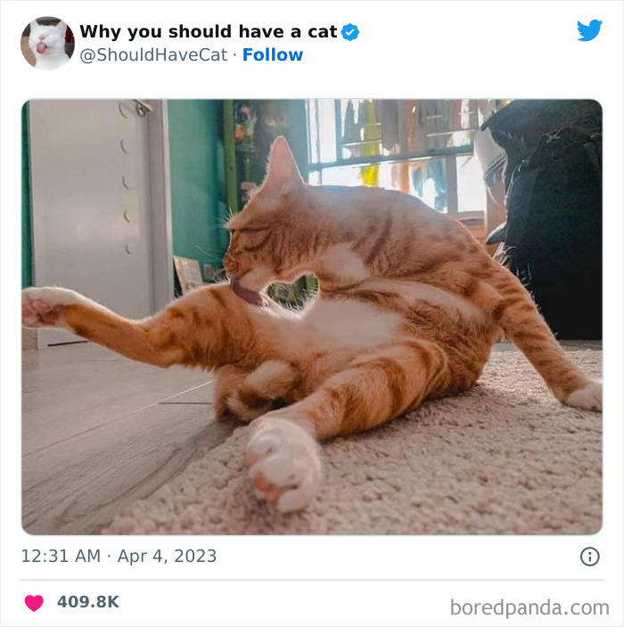 This Twitter Account Shares "Reasons" Why You Should Have A Cat, And Here Are 50 Of The Top Ones
