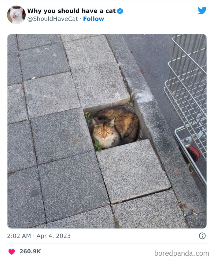 Reasons-Why-You-Should-Have-A-Cat