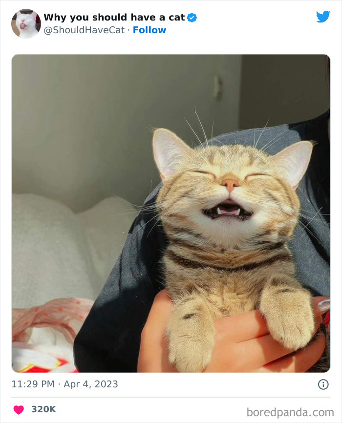 Reasons-Why-You-Should-Have-A-Cat