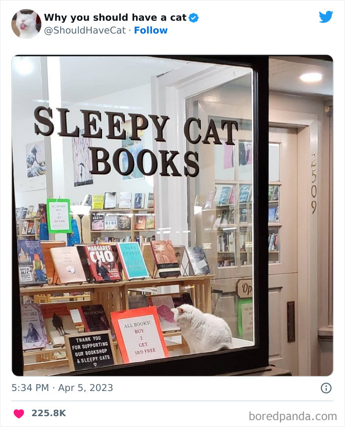 Reasons-Why-You-Should-Have-A-Cat