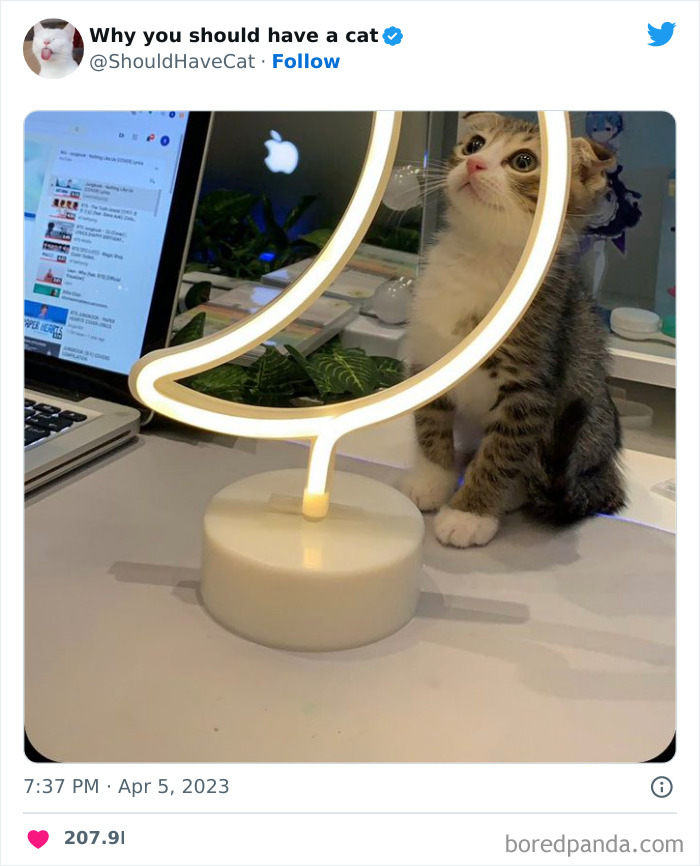 Reasons-Why-You-Should-Have-A-Cat