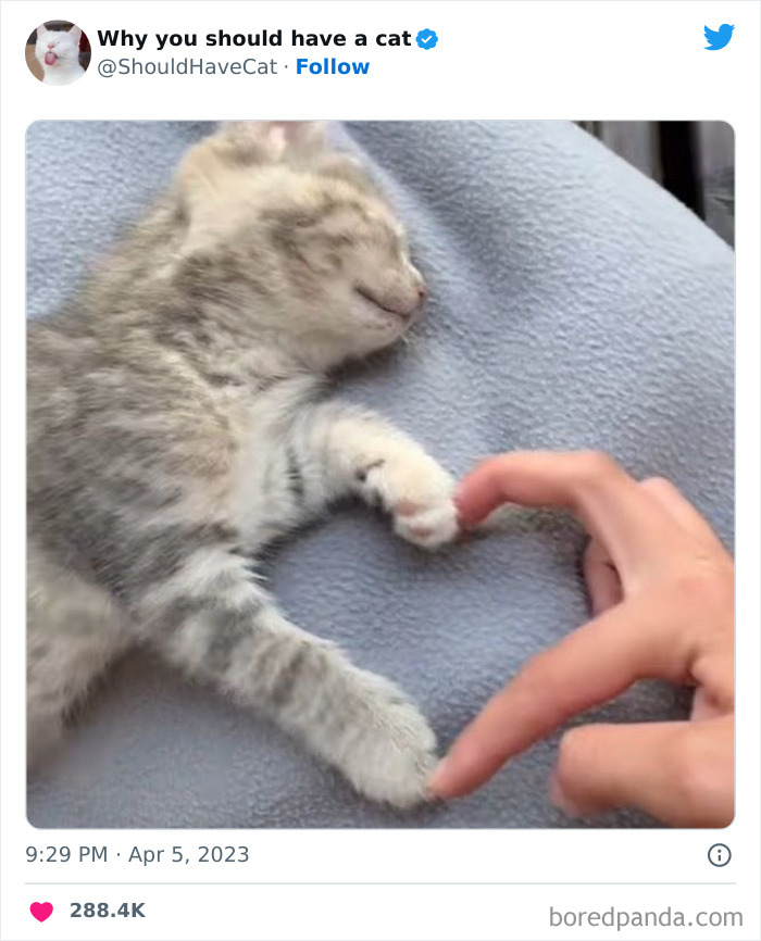 Reasons-Why-You-Should-Have-A-Cat