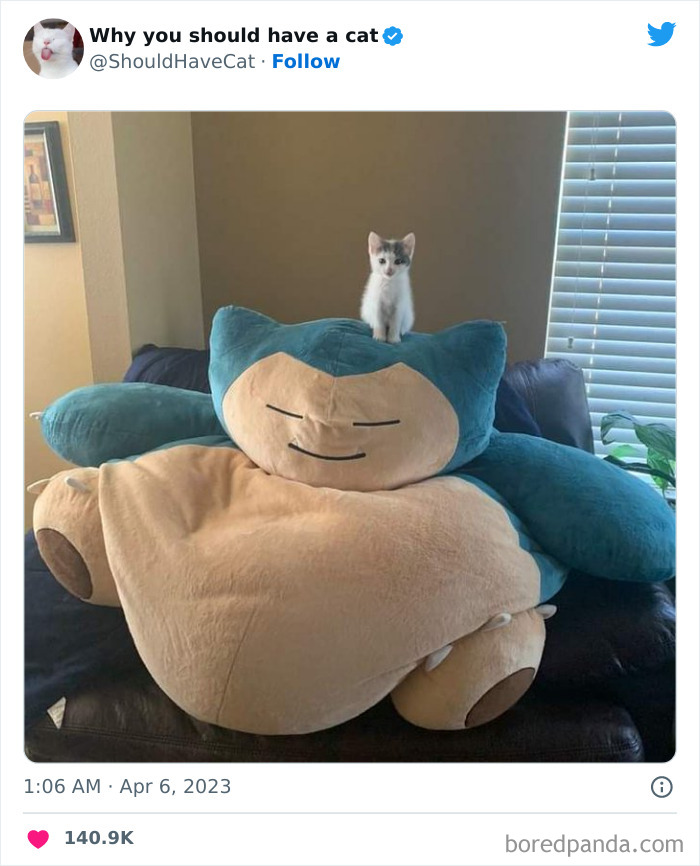 Reasons-Why-You-Should-Have-A-Cat