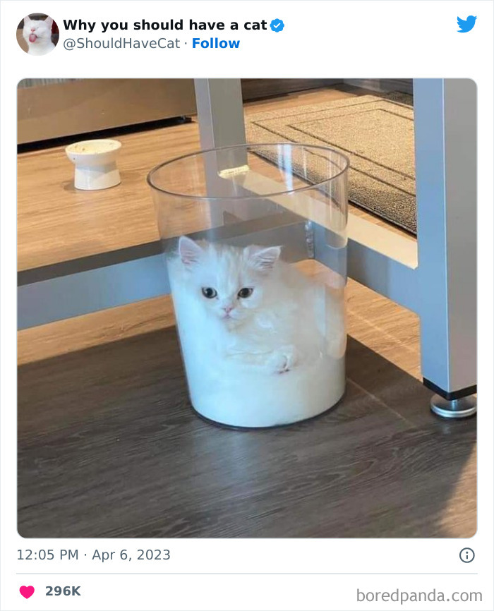 Reasons-Why-You-Should-Have-A-Cat