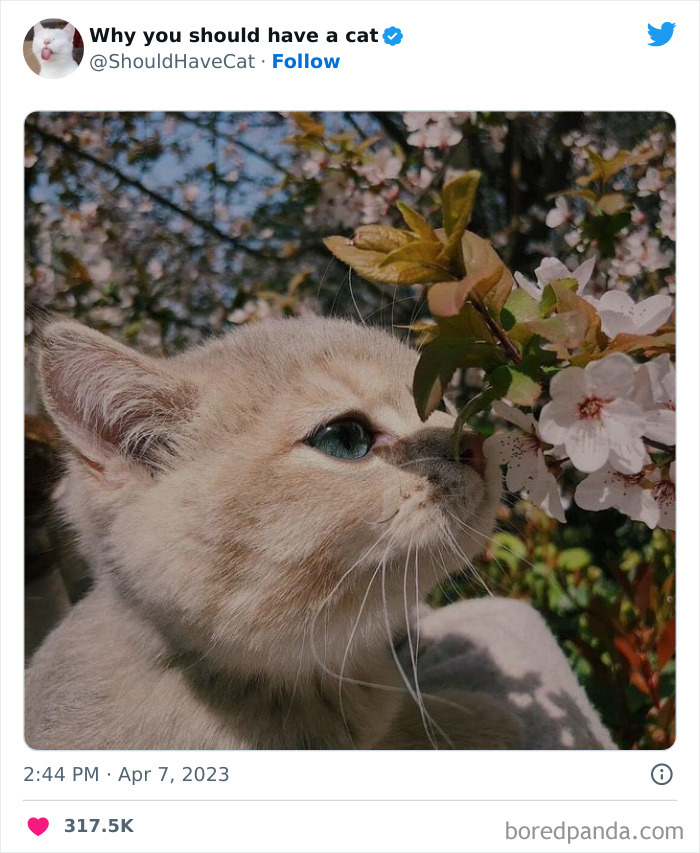 Reasons-Why-You-Should-Have-A-Cat