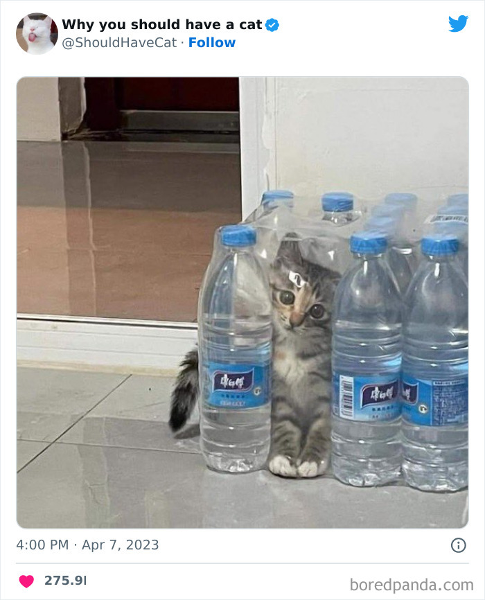 Reasons-Why-You-Should-Have-A-Cat