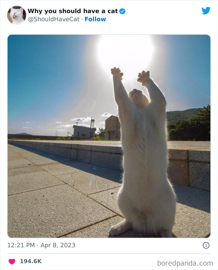 Reasons-Why-You-Should-Have-A-Cat