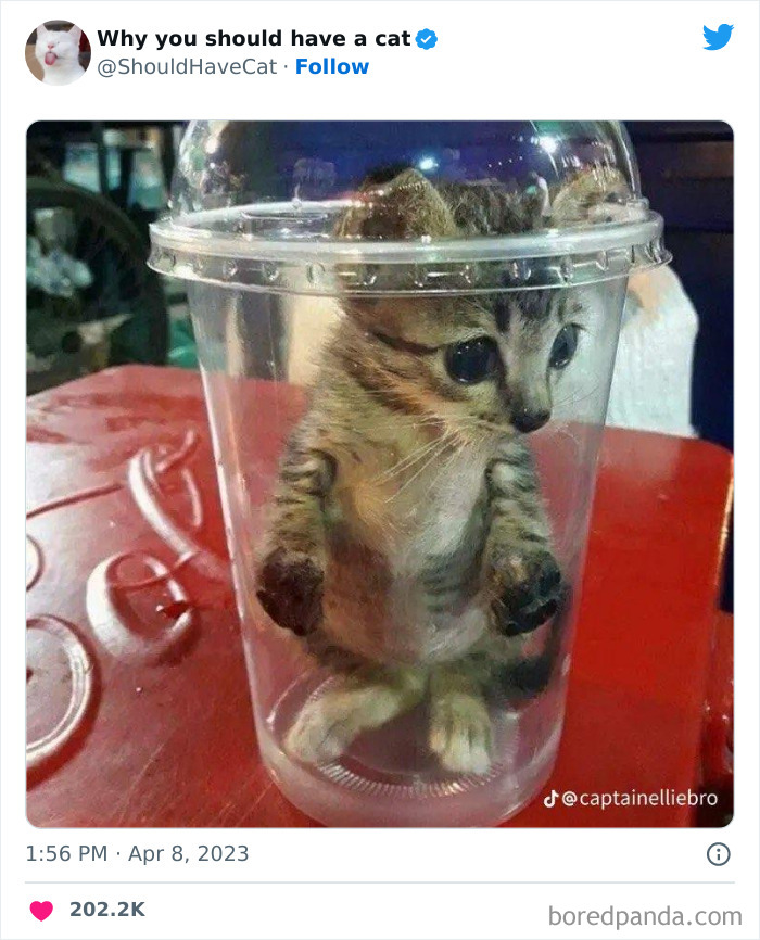 Reasons-Why-You-Should-Have-A-Cat