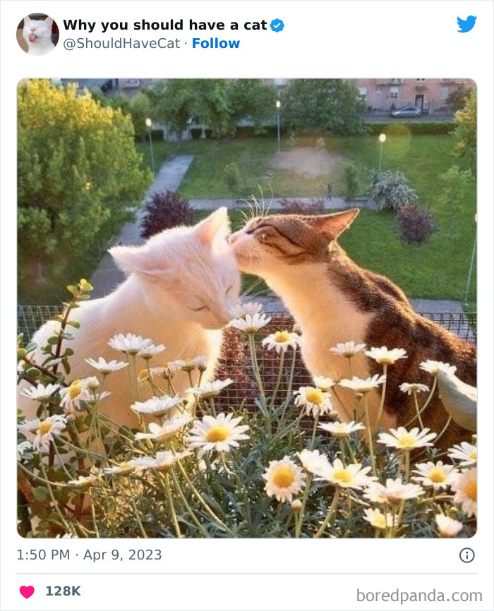 Reasons-Why-You-Should-Have-A-Cat