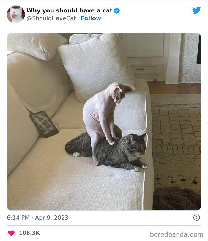 Reasons-Why-You-Should-Have-A-Cat