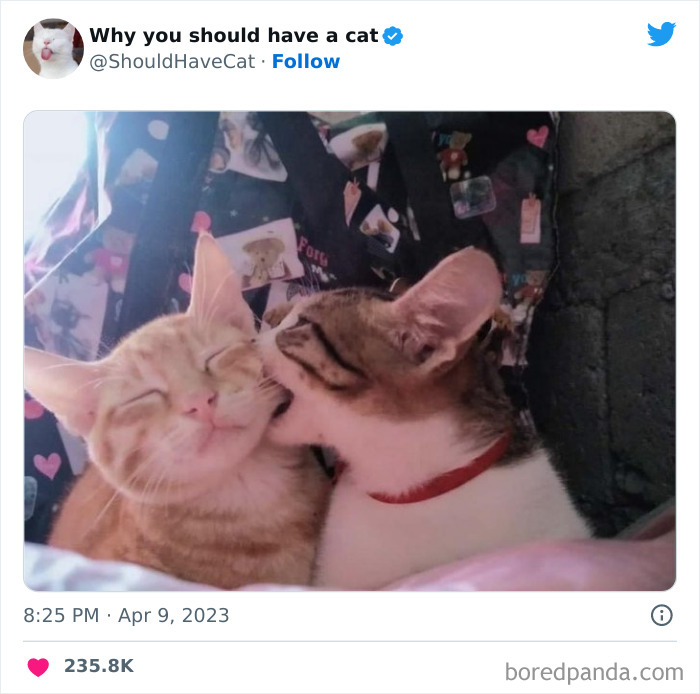 Reasons-Why-You-Should-Have-A-Cat