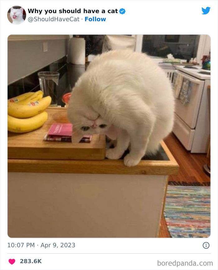 Reasons-Why-You-Should-Have-A-Cat