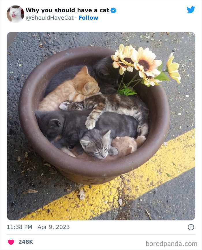 Reasons-Why-You-Should-Have-A-Cat