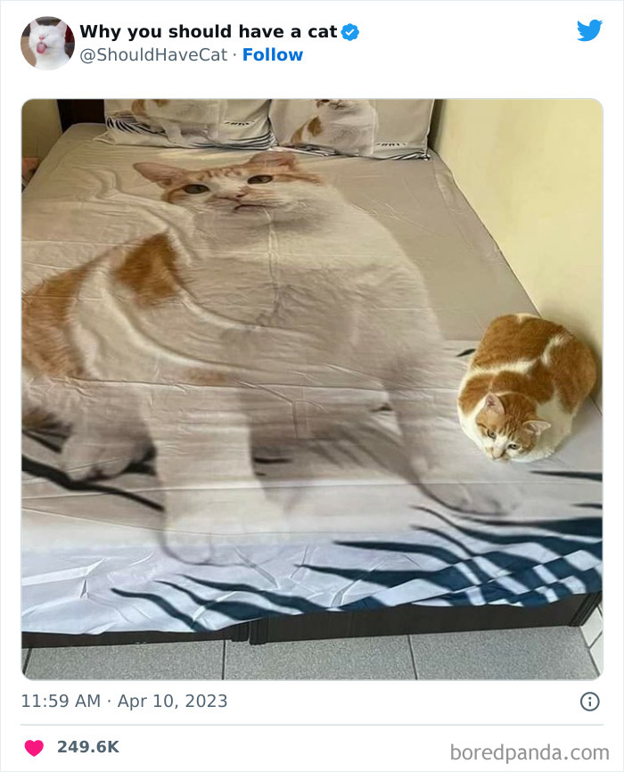 Reasons-Why-You-Should-Have-A-Cat