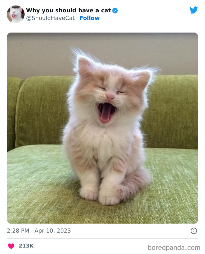 Reasons-Why-You-Should-Have-A-Cat