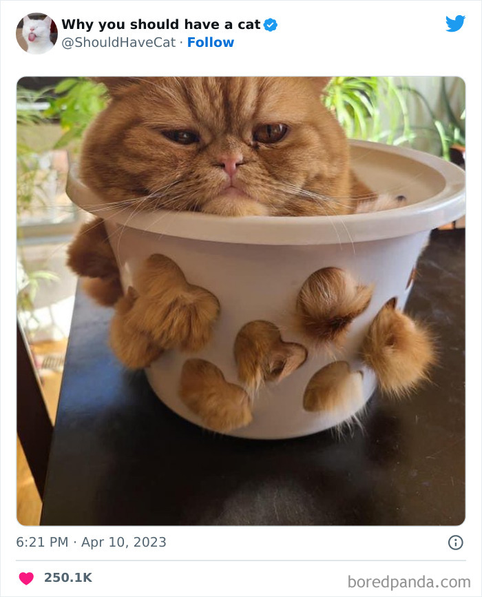 Reasons-Why-You-Should-Have-A-Cat