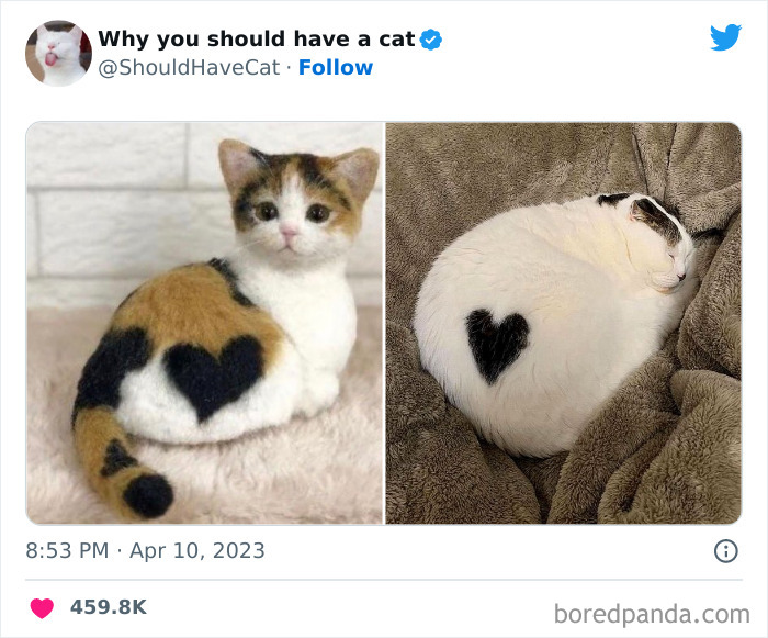 Reasons-Why-You-Should-Have-A-Cat