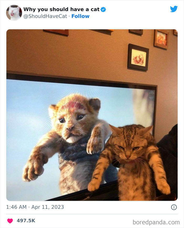 Reasons-Why-You-Should-Have-A-Cat